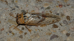 Megatibicen dealbatus