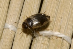 Hydroglyphus geminus