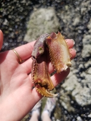 Metacarcinus magister