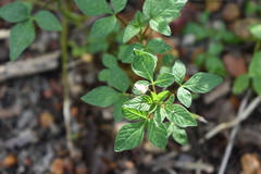Cleome rutidosperma
