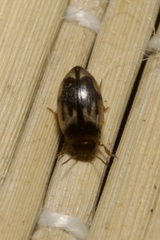 Hydroglyphus geminus