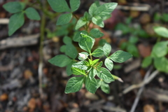 Cleome rutidosperma