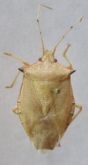 Chlorocoris