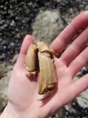 Metacarcinus magister