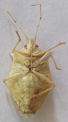 Chlorocoris