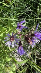 Canadanthus modestus