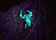 Anuroctonus pococki pococki