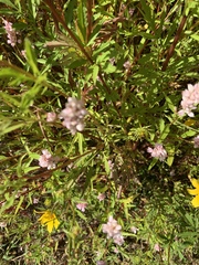 Persicaria bicornis