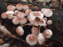 Mycena renati