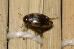 Hydroglyphus geminus