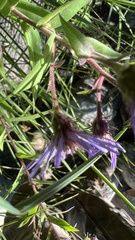 Canadanthus modestus