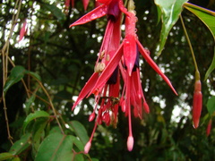 Polybia fastidiosuscula