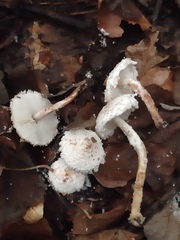 Cystolepiota pulverulenta