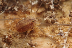 Nelima