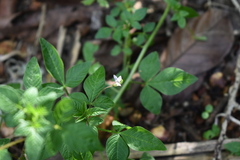 Cleome rutidosperma
