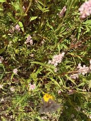 Persicaria bicornis