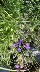 Canadanthus modestus