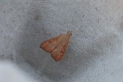 Antigastra catalaunalis