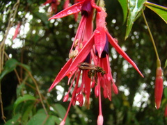 Polybia fastidiosuscula