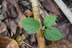 Clerodendrum infortunatum