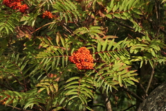 Sorbus americana