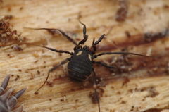 Nemastoma bimaculatum