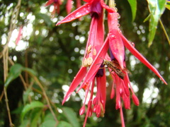 Polybia fastidiosuscula