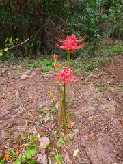 Lycoris radiata