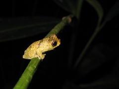 Dendropsophus parviceps
