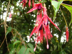 Polybia fastidiosuscula