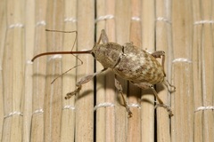 Curculio elephas