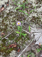 Eurybia surculosa