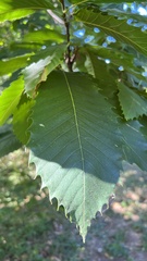 Castanea
