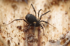 Nemastoma bimaculatum