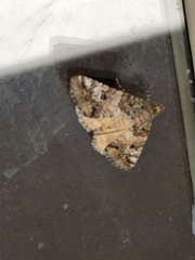 Eubolina impartialis