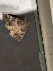 Eubolina impartialis