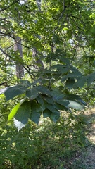 Castanea