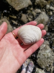 Veneridae