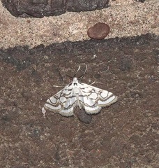 Nymphula nitidulata