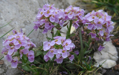 Noccaea rotundifolia