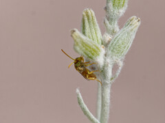 Pseudagapostemon singularis