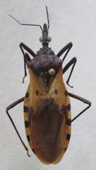 Triatoma dimidiata