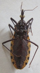Triatoma dimidiata