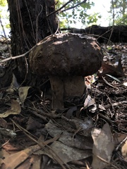 Calvatia craniiformis