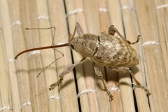 Curculio elephas