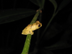 Dendropsophus parviceps