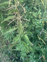 Urtica dioica