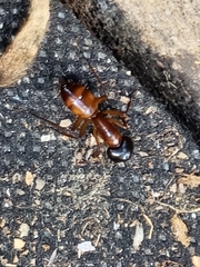 Camponotus americanus