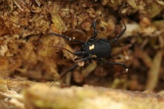 Nemastoma bimaculatum