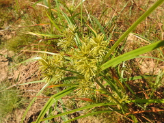 Cyperus odoratus